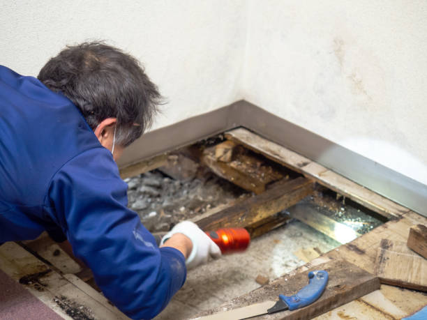 Best Mold Cleaning Services  in Elmwood, IL