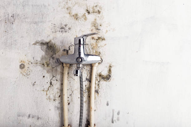 Best Local Mold Removal Service  in Elmwood, IL
