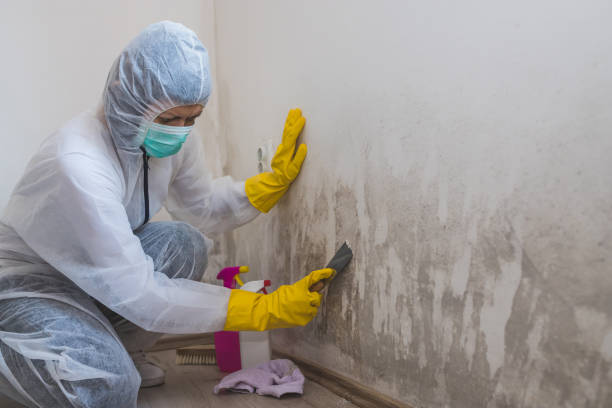 Best Black Mold Removal  in Elmwood, IL