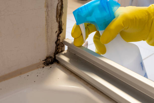 Professional Mold Removal in Elmwood, IL