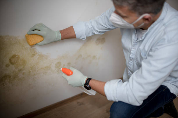 Best Mold Removal Company Near Me  in Elmwood, IL