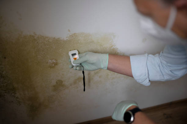 Best Mold Testing  in Elmwood, IL