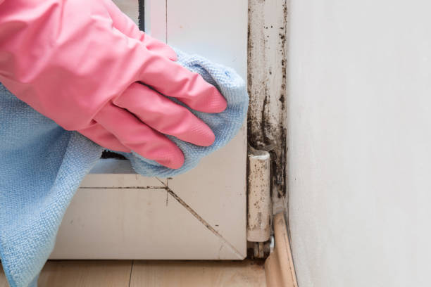 Best Mold Damage Repair  in Elmwood, IL