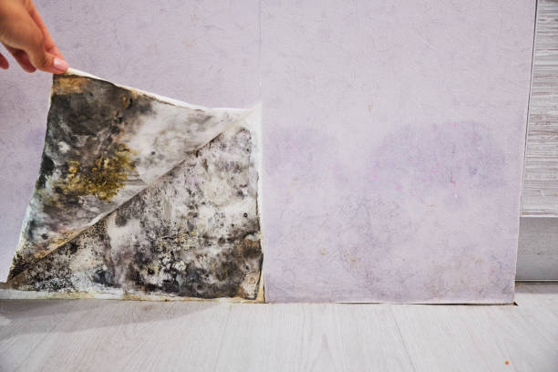 Best Emergency Mold Removal  in Elmwood, IL